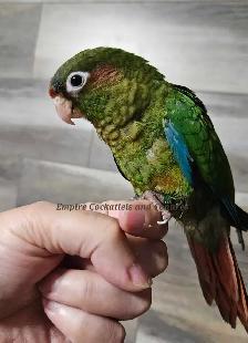 PENDING SALE Female Rose Crown Conure Baby - Photo 3