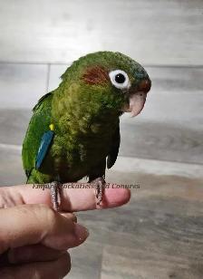 PENDING SALE Female Rose Crown Conure Baby - Photo 4