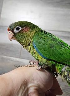 PENDING SALE Female Rose Crown Conure Baby - Photo 5