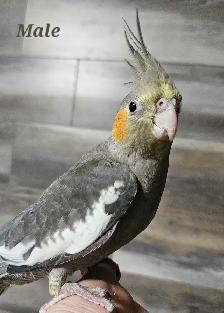 Male Cockatiel VERY FRIENDLY