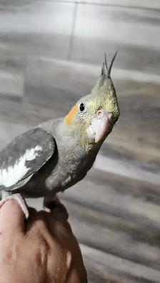 Male Cockatiel VERY FRIENDLY - Photo 2