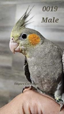 Male Cockatiel VERY FRIENDLY - Photo 3