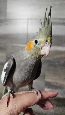 Male Cockatiel VERY FRIENDLY - Photo 4