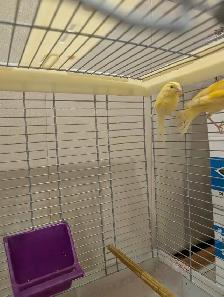 Canaries for Sale