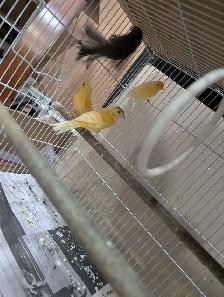 Canaries for Sale - Photo 3