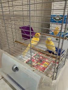 Canaries for Sale - Photo 4