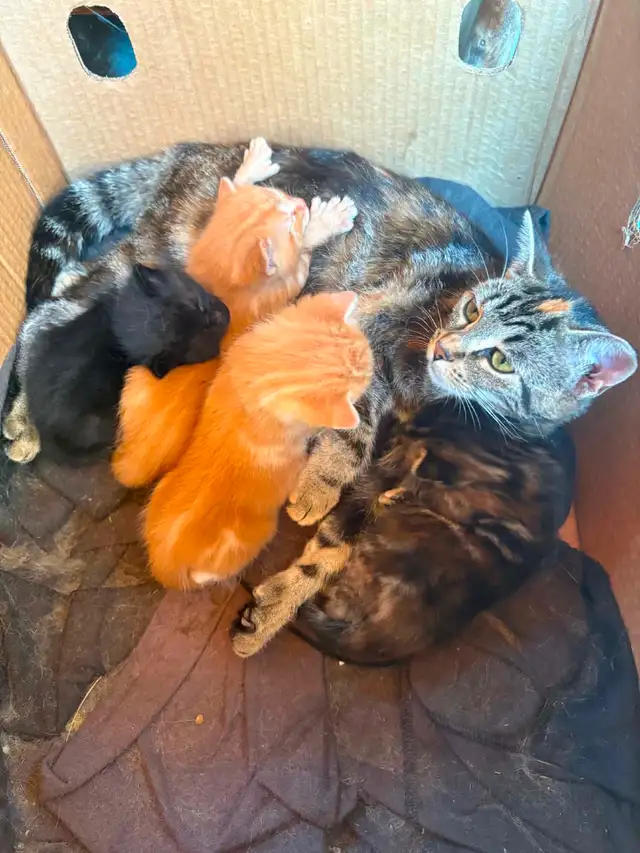 Chaton a vendre