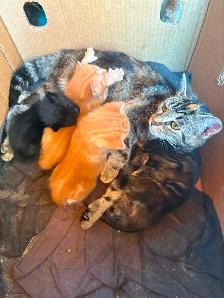 Chaton a vendre