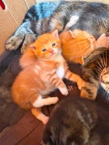 Chaton a vendre - Photo 2