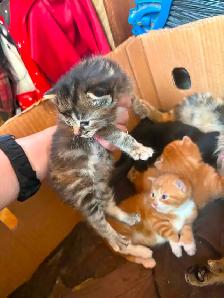 Chaton a vendre - Photo 3