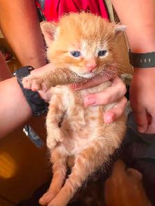 Chaton a vendre - Photo 4