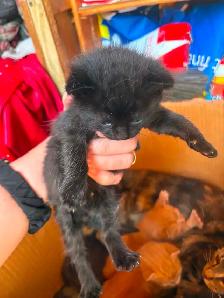 Chaton a vendre - Photo 5