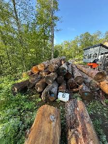 Hemlock milling logs for sale