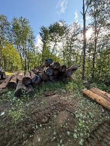 Hemlock milling logs for sale - Photo 4
