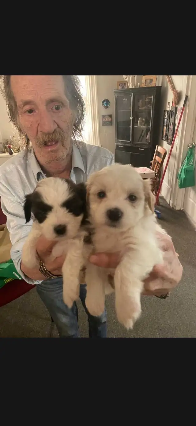 shihpoo puppies