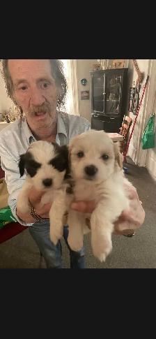 shihpoo puppies