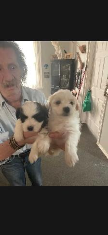 shihpoo puppies - Photo 2