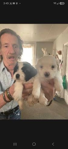 shihpoo puppies - Photo 3