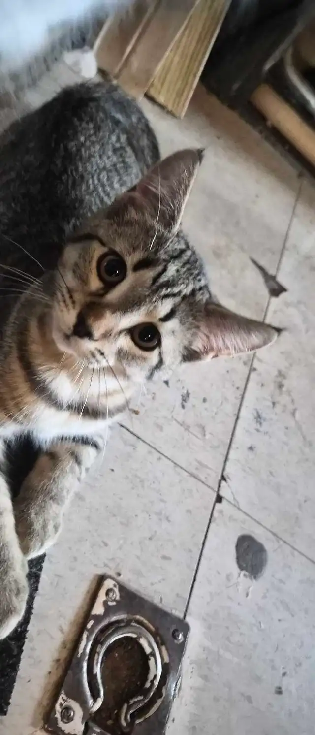 two sister kittens ready for a home :)