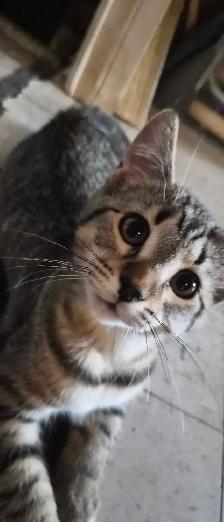 two sister kittens ready for a home :) - Photo 2