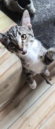 two sister kittens ready for a home :) - Photo 3
