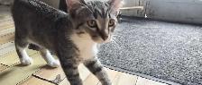 two sister kittens ready for a home :) - Photo 5