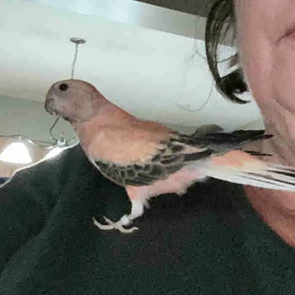 Wanted- Rousy Bourke parakeet