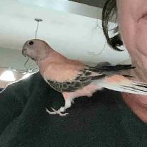 Wanted- Rousy Bourke parakeet