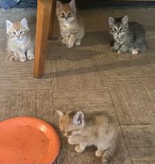 Rehoming Orange Tabby Kittens - Photo 2