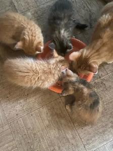 Rehoming Orange Tabby Kittens - Photo 4