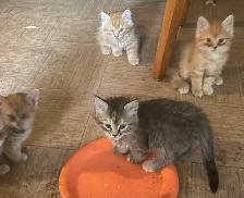 Rehoming Orange Tabby Kittens - Photo 5