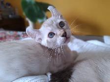 Magnifiques chatons Highland lynx Snow croisés Bengal - Photo 2