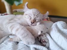 Magnifiques chatons Highland lynx Snow croisés Bengal - Photo 3