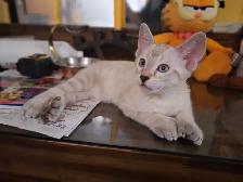 Magnifiques chatons Highland lynx Snow croisés Bengal - Photo 4