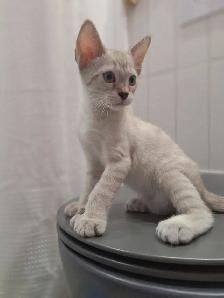 Magnifiques chatons Highland lynx Snow croisés Bengal - Photo 5