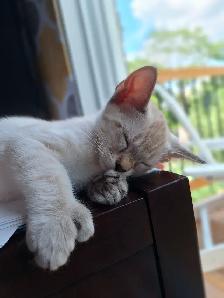 Magnifiques chatons Highland lynx Snow croisés Bengal - Photo 6