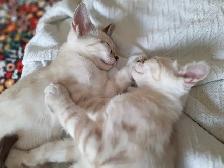 Magnifiques chatons Highland lynx Snow croisés Bengal - Photo 7