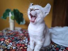 Magnifiques chatons Highland lynx Snow croisés Bengal - Photo 8