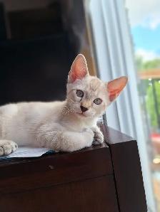 Magnifiques chatons Highland lynx Snow croisés Bengal - Photo 9