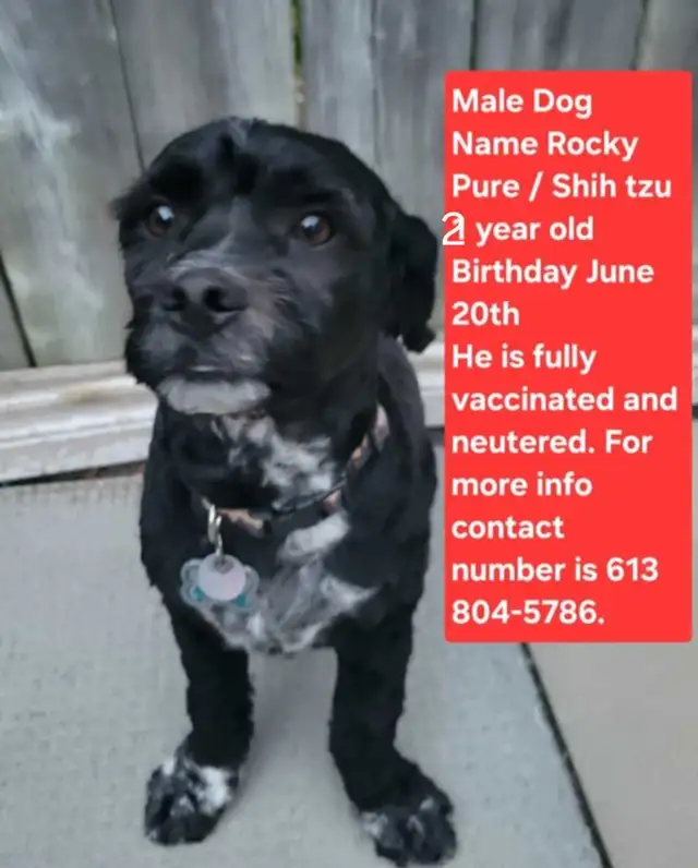 Dog rehome