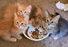 Rehoming tabby Kittens