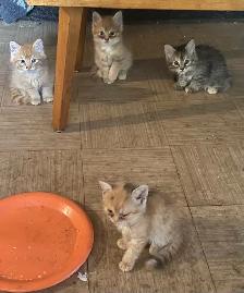 Rehoming tabby Kittens - Photo 2