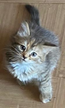 Rehoming tabby Kittens - Photo 5