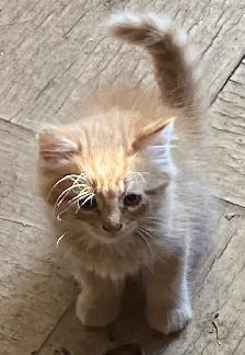 Rehoming tabby Kittens - Photo 6