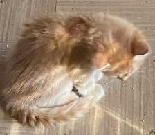 Rehoming tabby Kittens - Photo 7