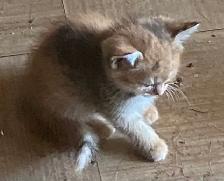 Rehoming tabby Kittens - Photo 8