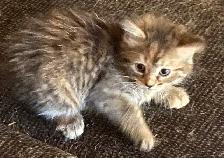 Rehoming tabby Kittens - Photo 9
