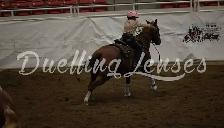 horse for sale - Photo 2
