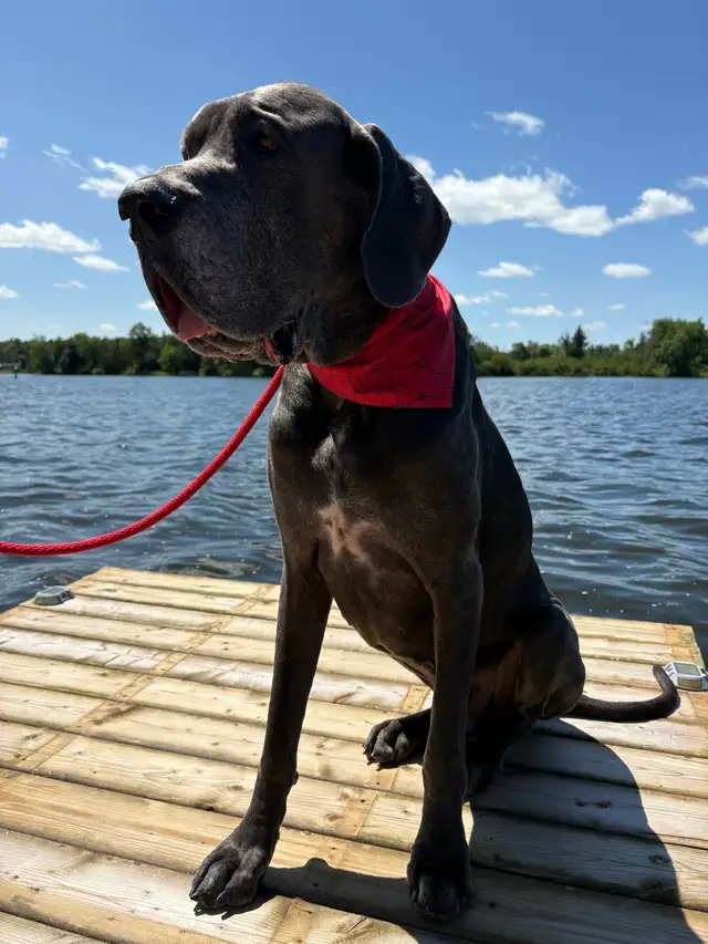 Pet Bandanas