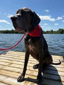 Pet Bandanas